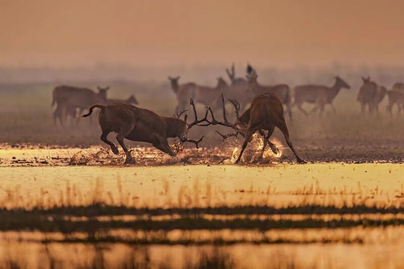 全球最成功的物种重引入范例！麋鹿国际名称正式回归“MiLu